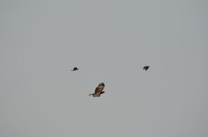 Three marsh harriers flying in the direction of Malta, their main stopover before they reach African sites to winter
