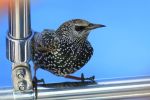 Starling having a lift on the boat.